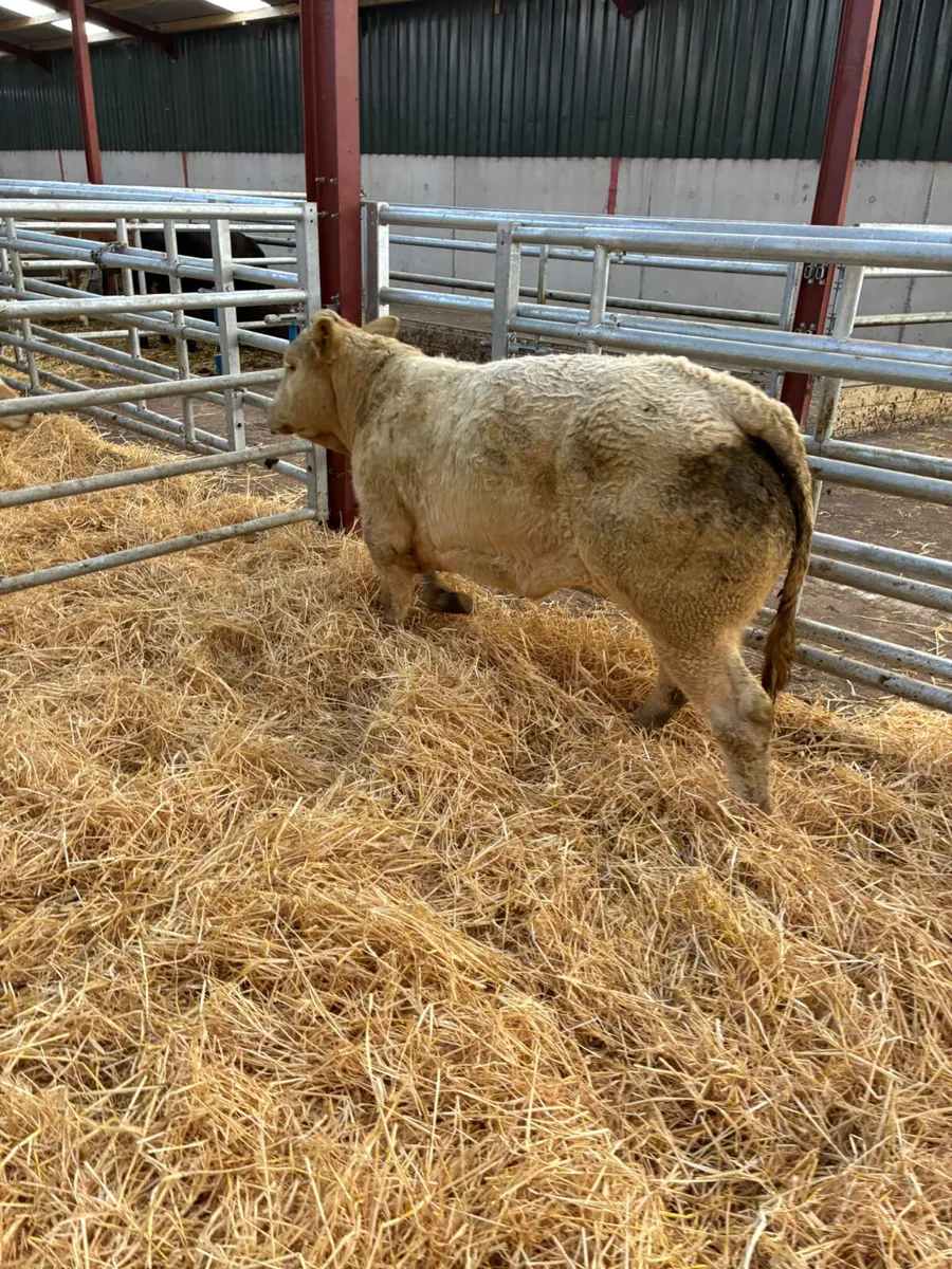 Charolais show heifer - Image 3