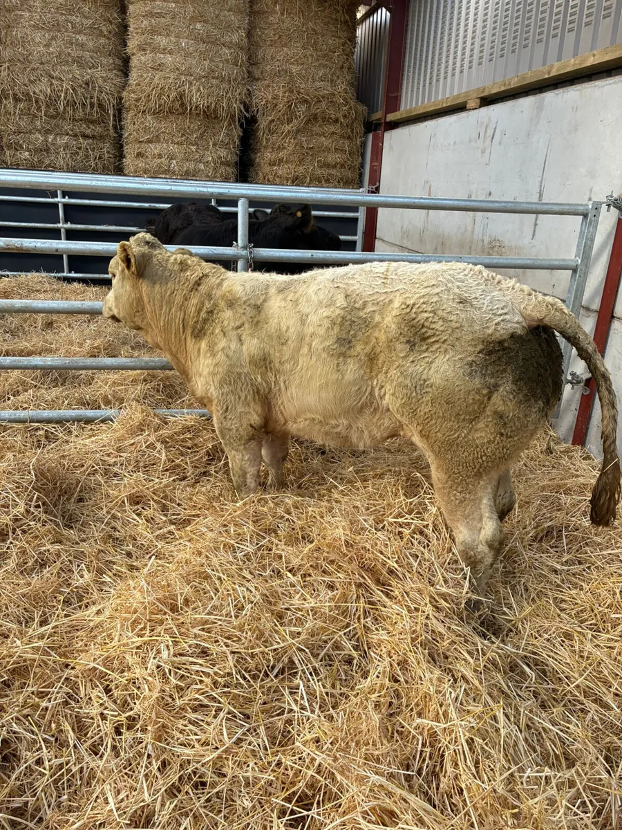 Charolais show heifer - Image 2
