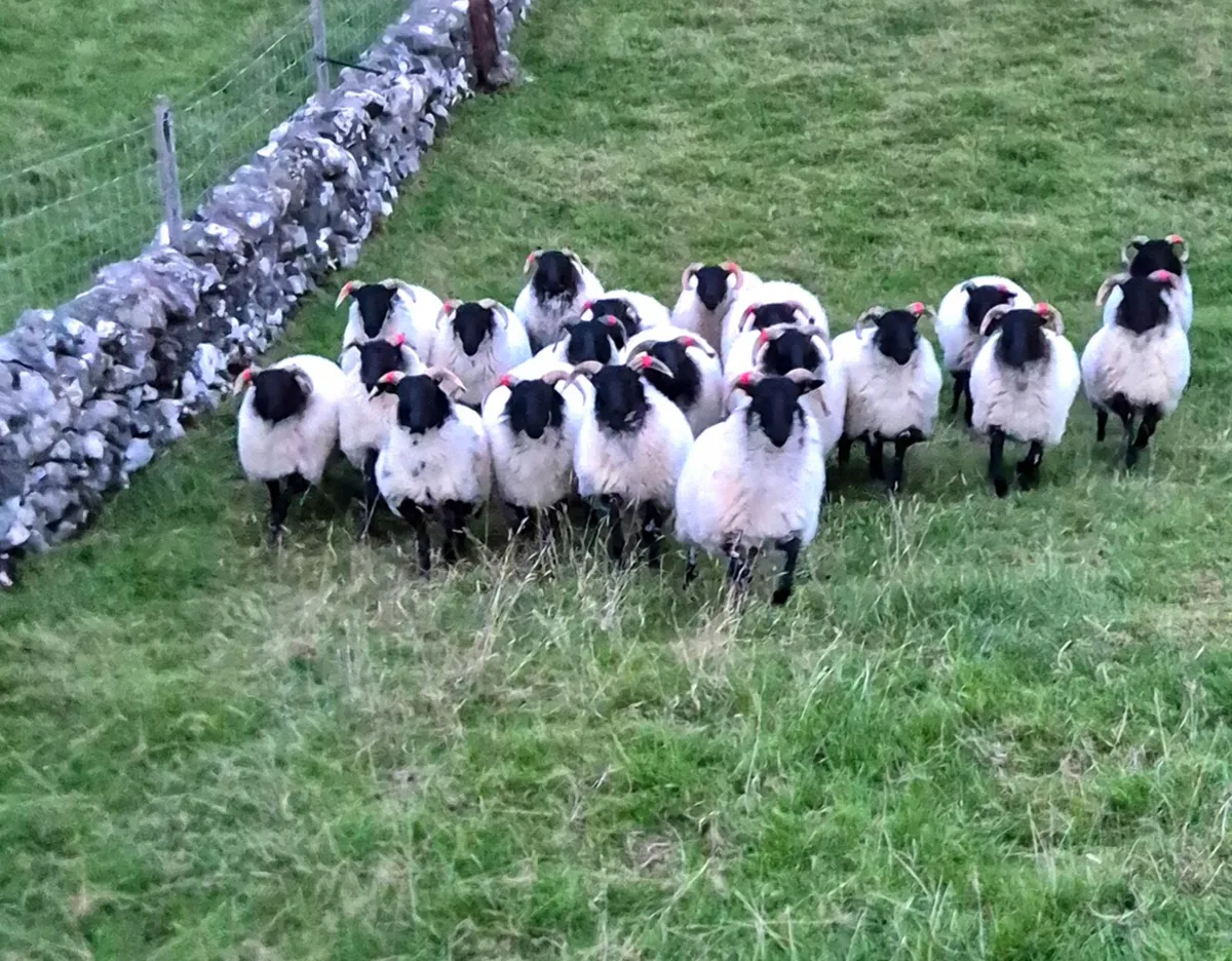 🔥🔥Mayo & Lanark hoggets - Image 4