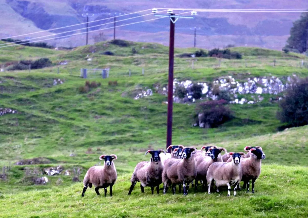 🔥🔥Mayo & Lanark hoggets - Image 1