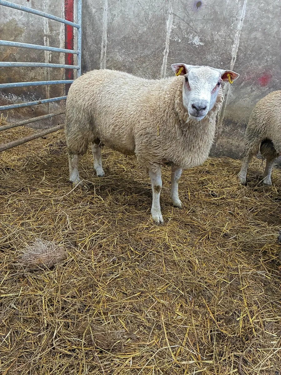 🔥🔥Charbex Ram lamb 🔥🔥 - Image 1
