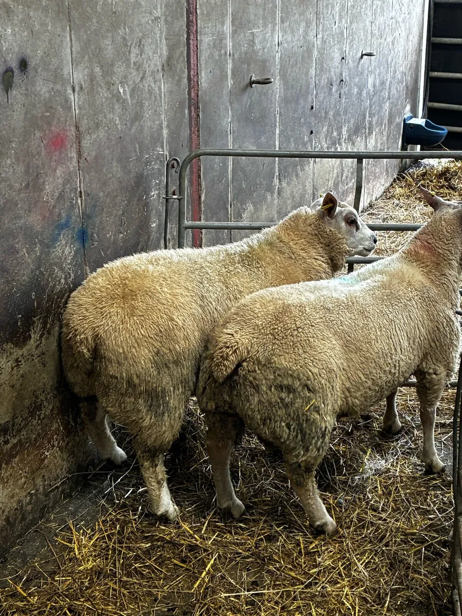 🔥🔥Charbex Ram lamb 🔥🔥 - Image 2