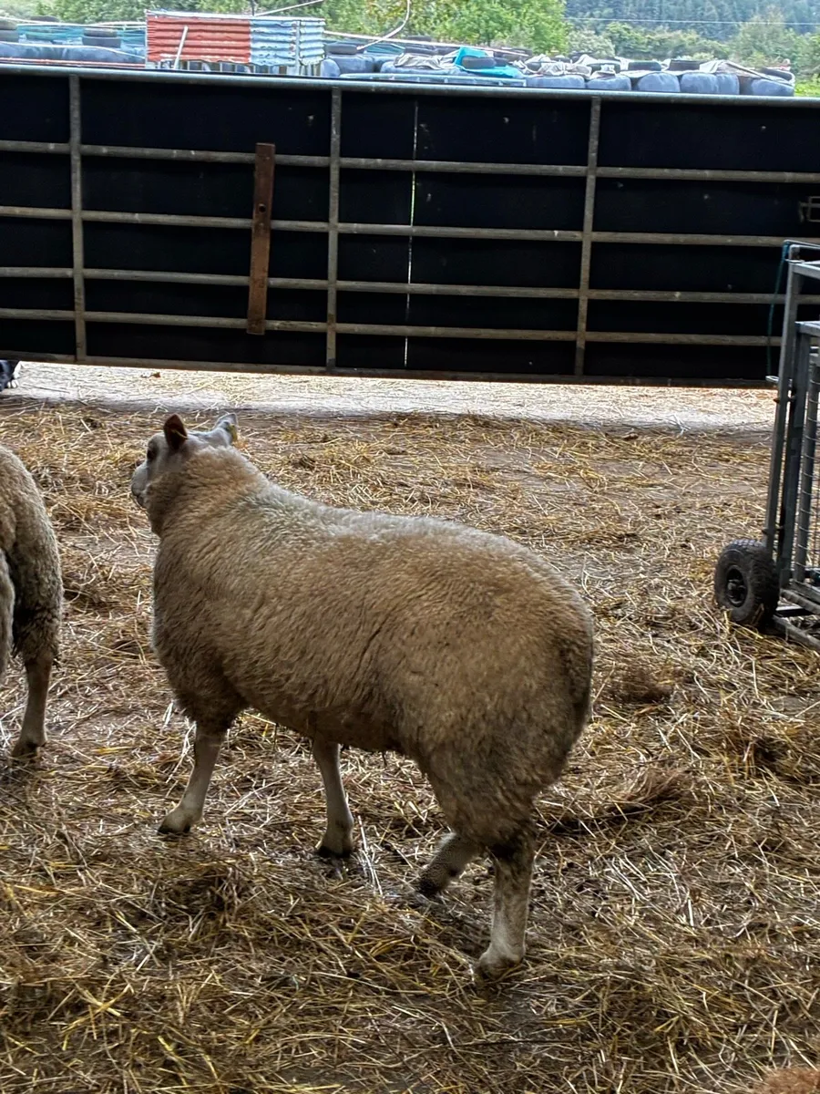 🔥🔥Charbex Ram lamb 🔥🔥 - Image 3