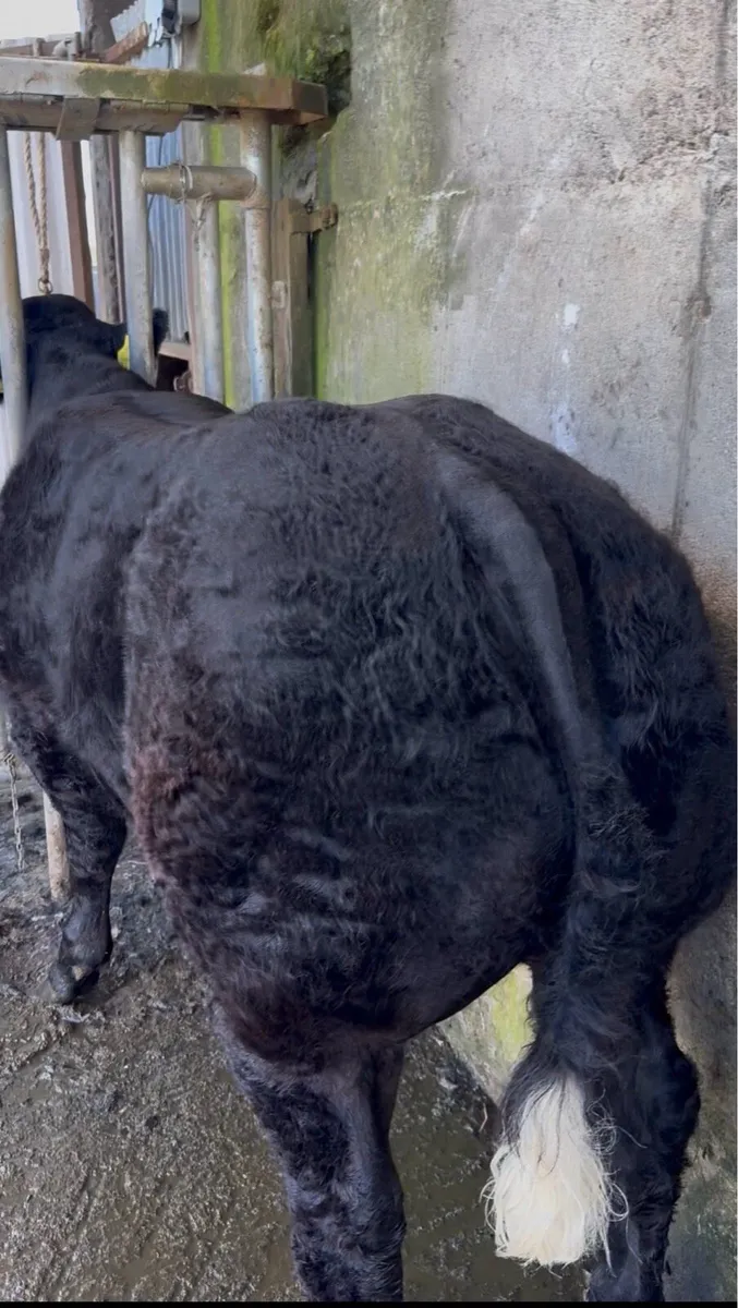 Hybrid Show Calf - Image 2