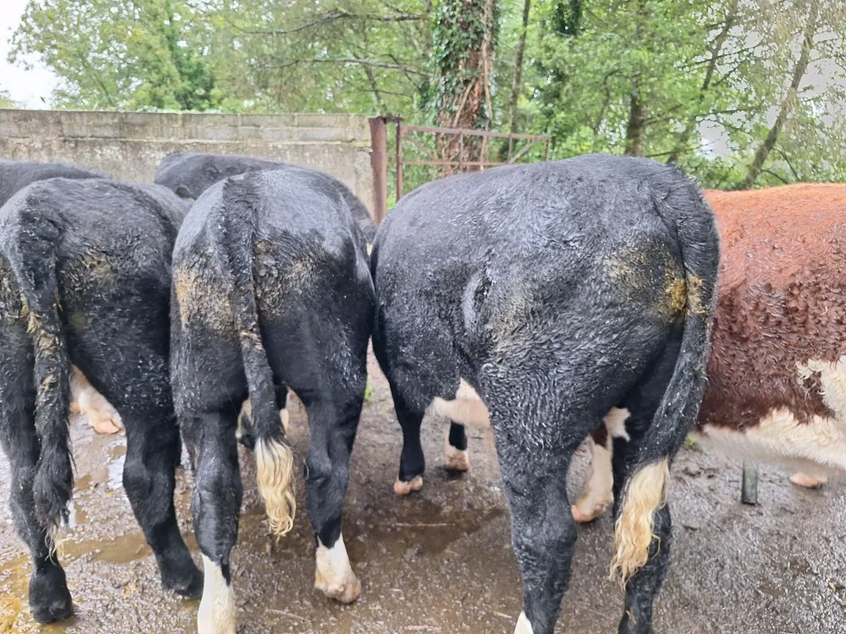Organic cattle - Image 2