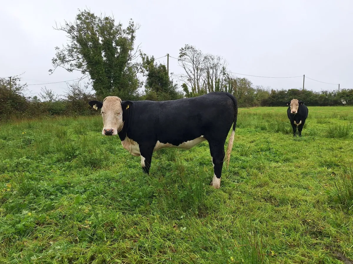 Organic cattle - Image 3