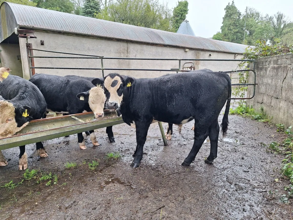 Organic cattle - Image 4