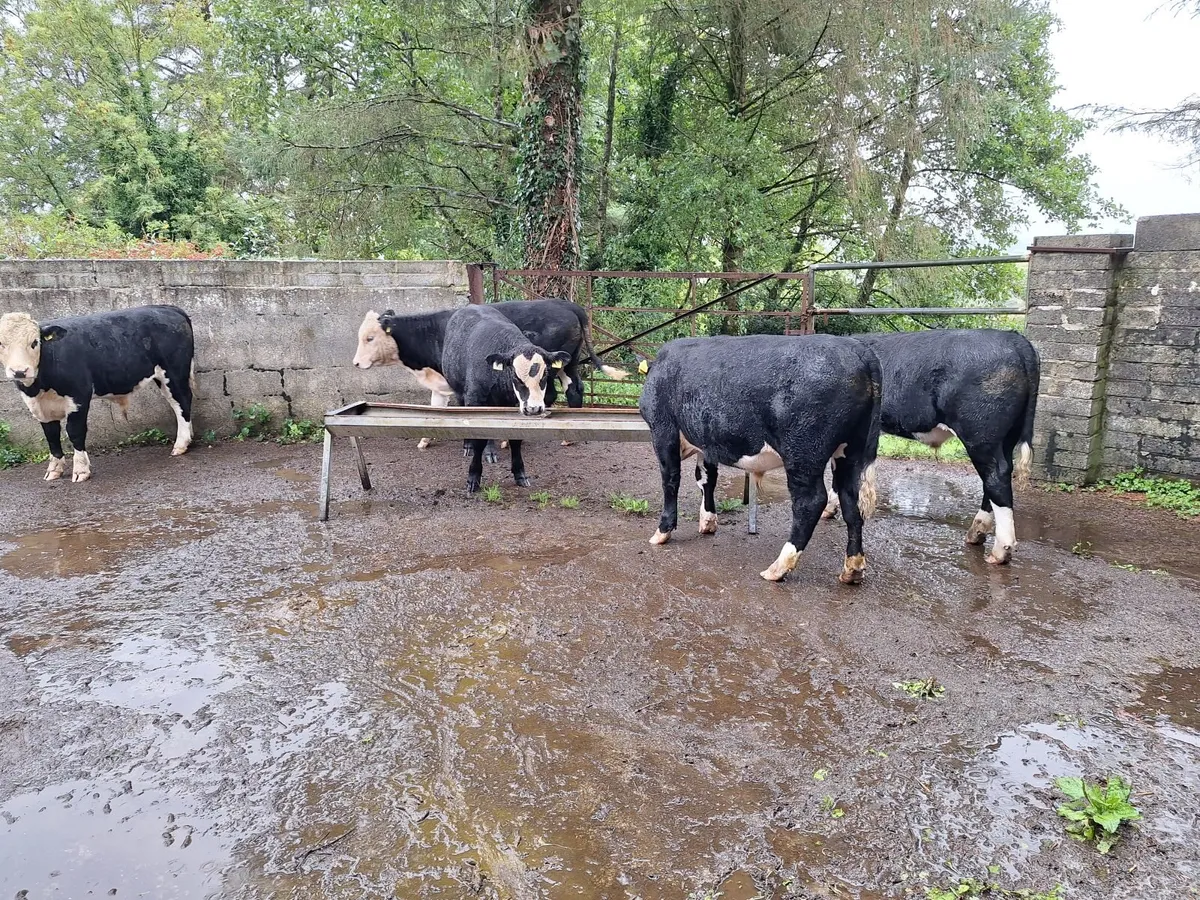 Organic cattle - Image 1
