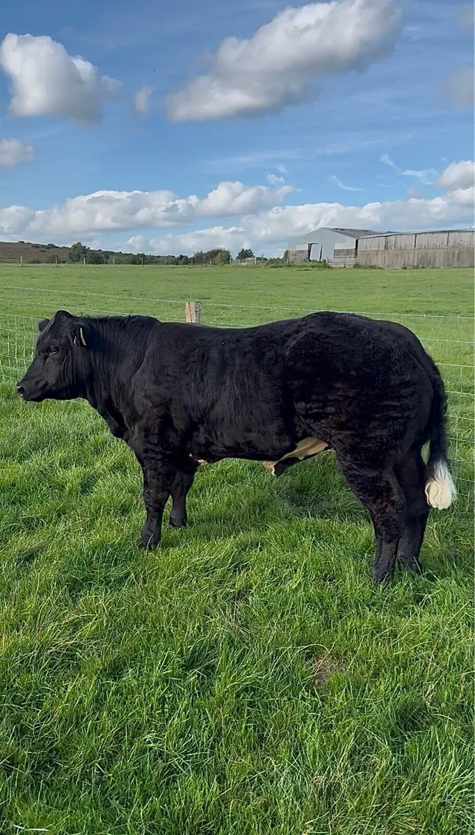 Hybrid Show Calf - Image 1