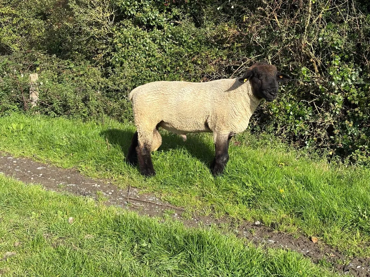 Suffolk Rams - Image 4