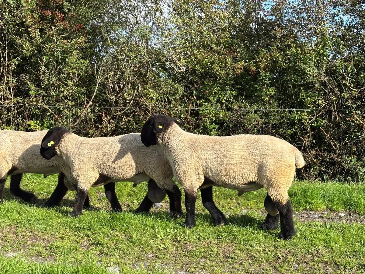 Suffolk Rams - Image 1