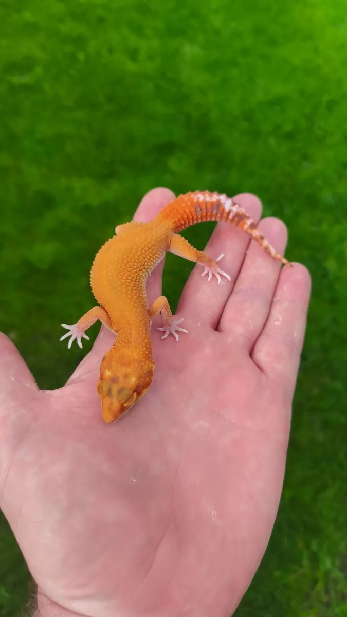 Leopard gecko