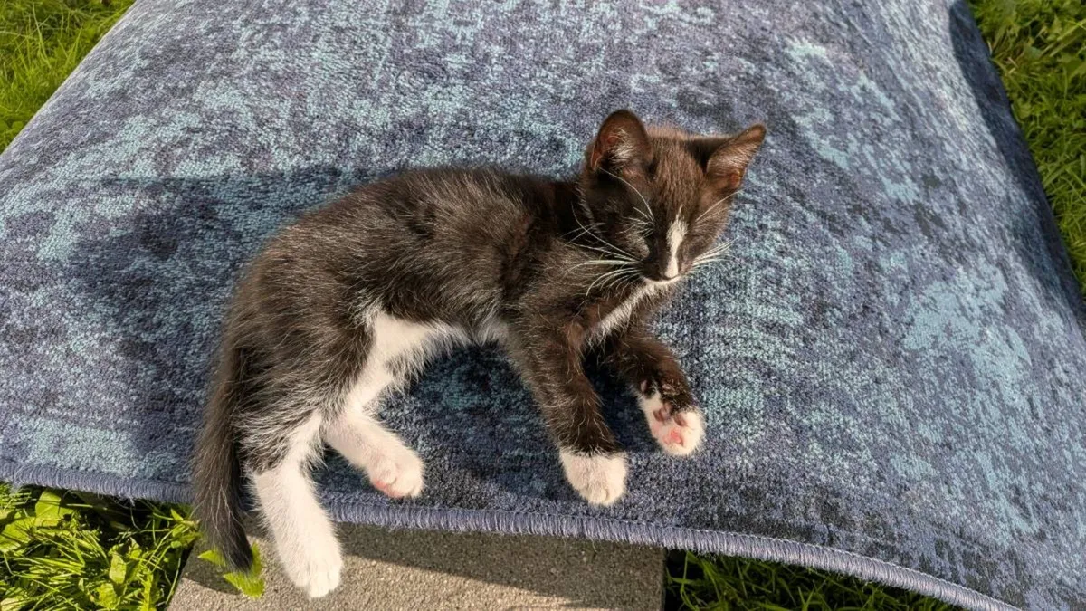 Male kittens - Image 1