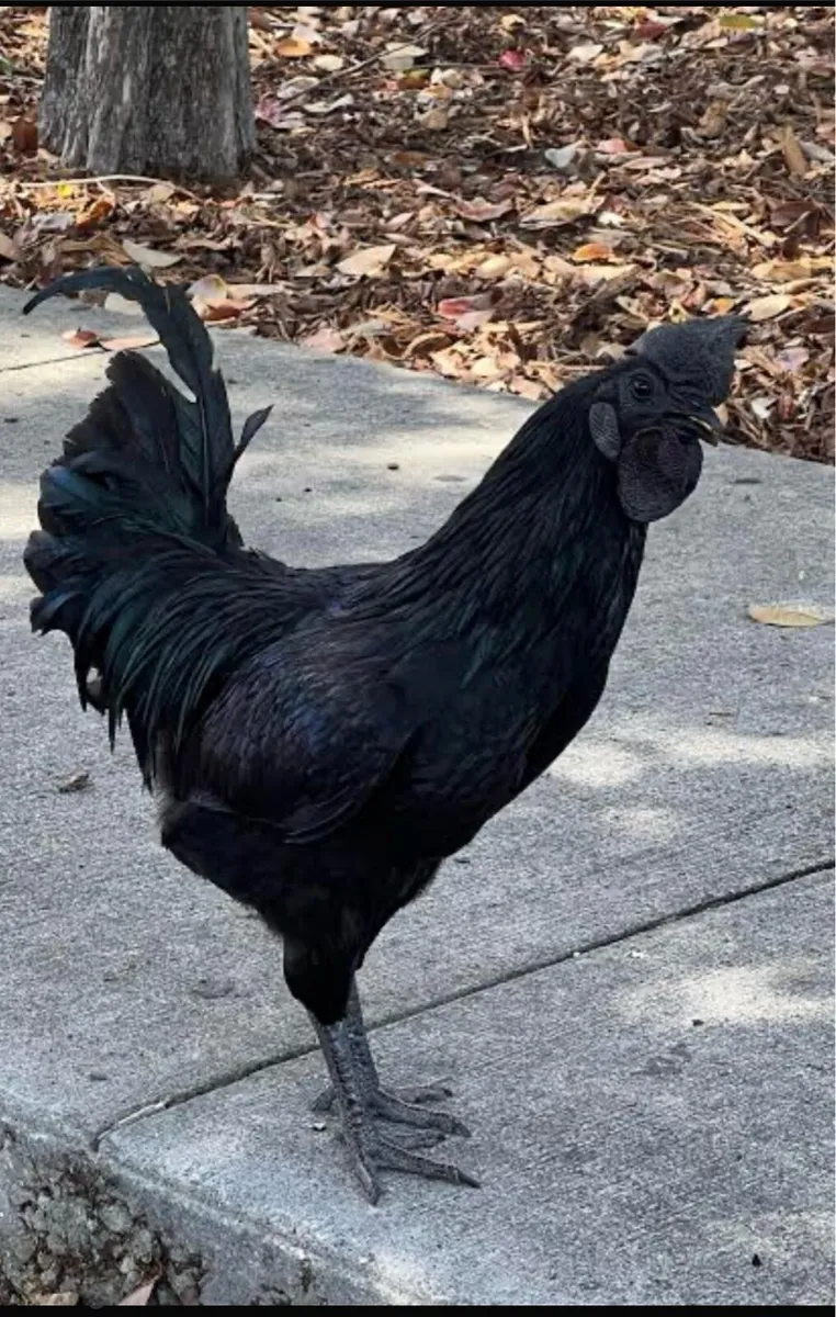 Big black cock