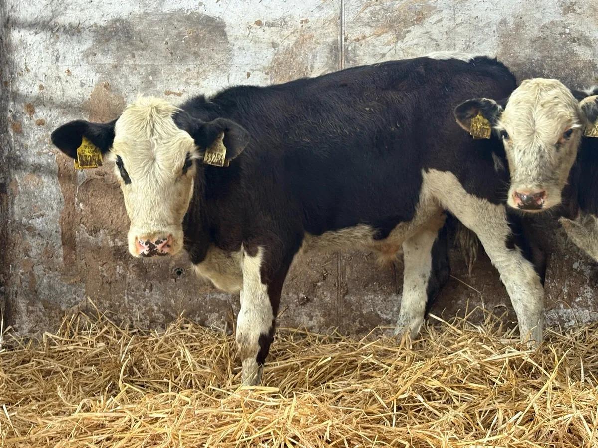 4 Hereford bull weanlings - Image 2