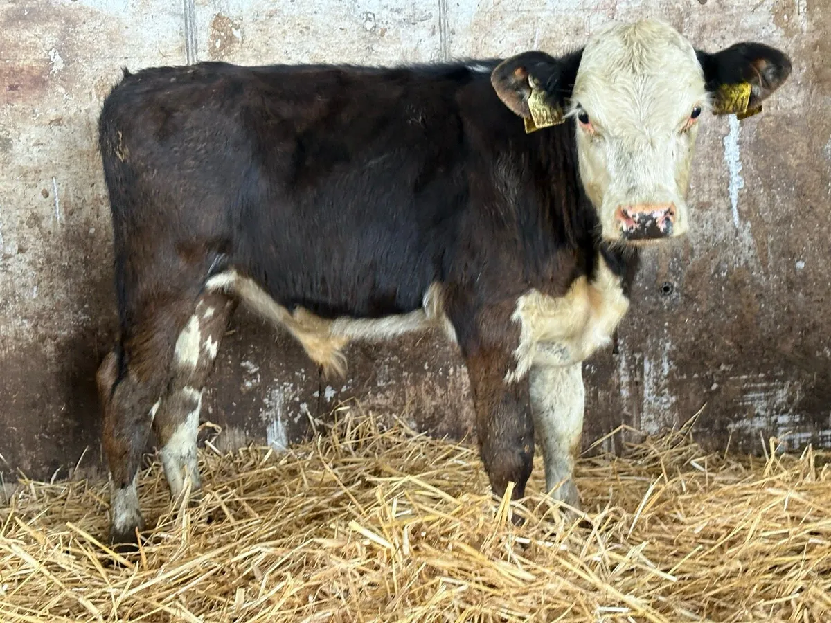 4 Hereford bull weanlings - Image 3