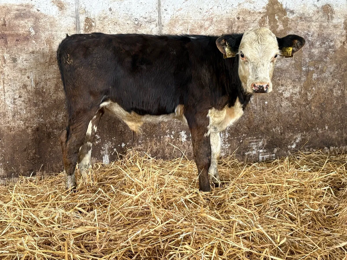 4 Hereford bull weanlings - Image 4