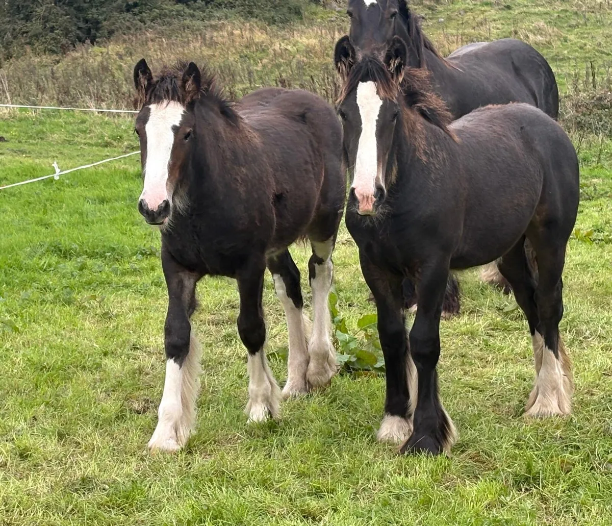2 Heavy bay filly foals - Image 1