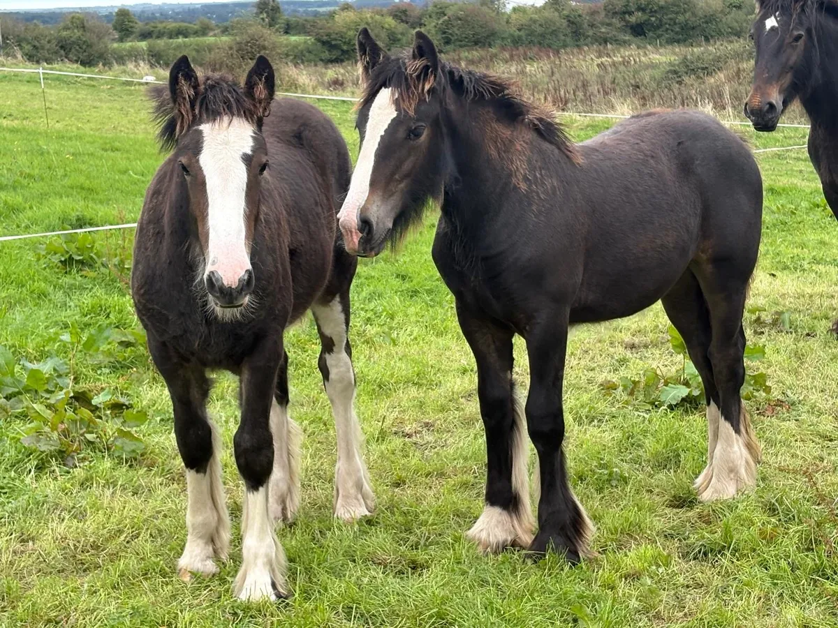 2 Heavy bay filly foals - Image 3