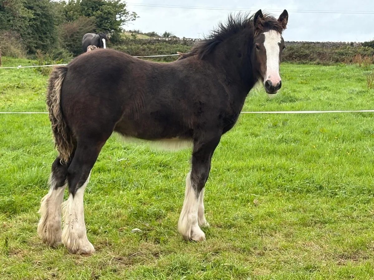2 Heavy bay filly foals - Image 4