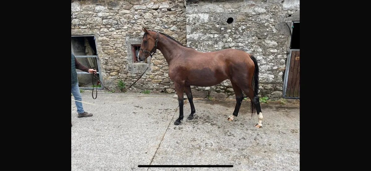 2yr old Casallido - Image 1