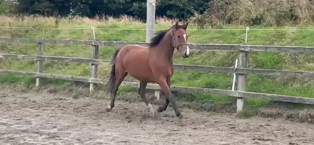 2yr old Casallido - Image 2