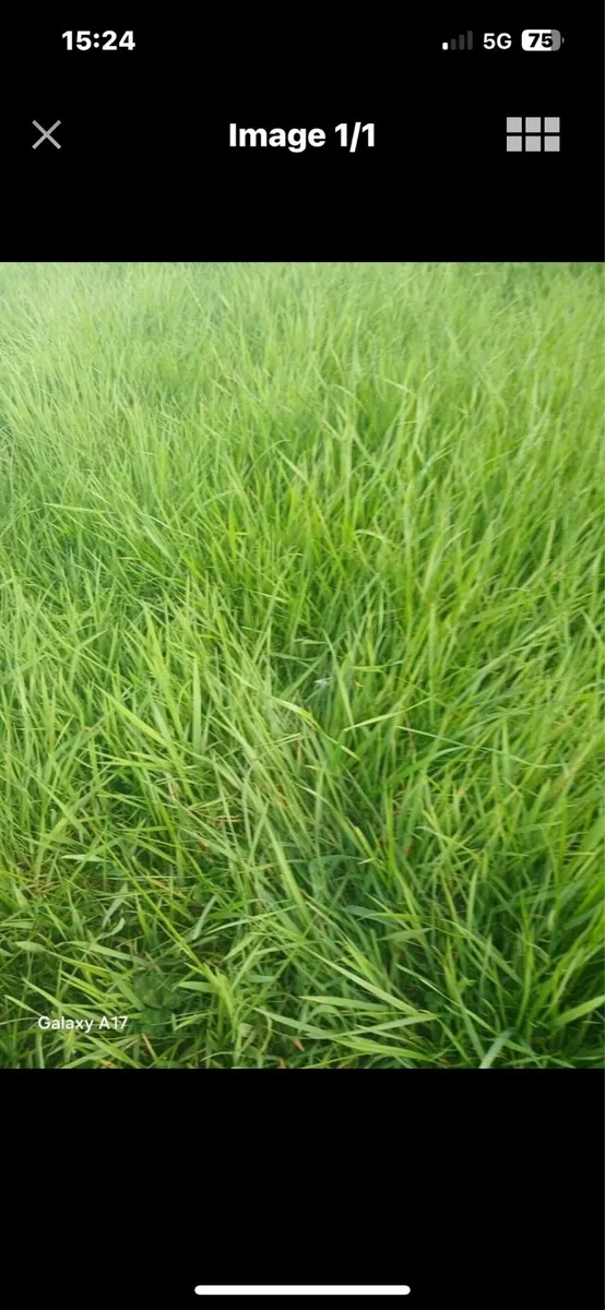 Sheep grazing