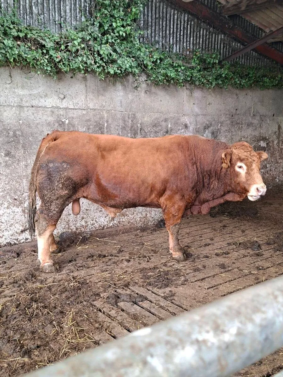 5☆ Lm Stock Bull Gortatlea Mart - Image 3