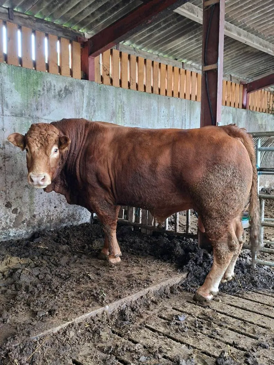 5☆ Lm Stock Bull Gortatlea Mart - Image 1