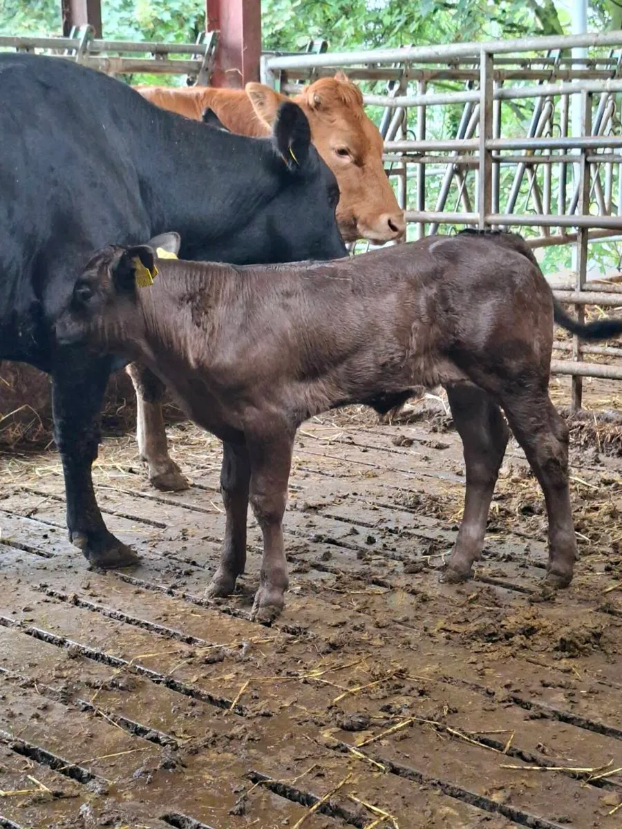 5☆ Lm Stock Bull Gortatlea Mart - Image 4