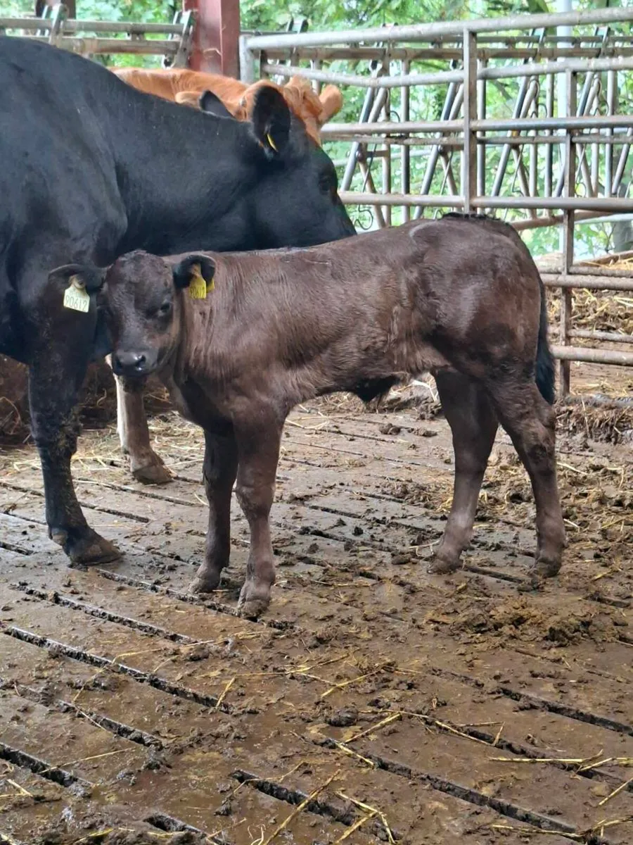 5☆ Lm Stock Bull Gortatlea Mart - Image 2