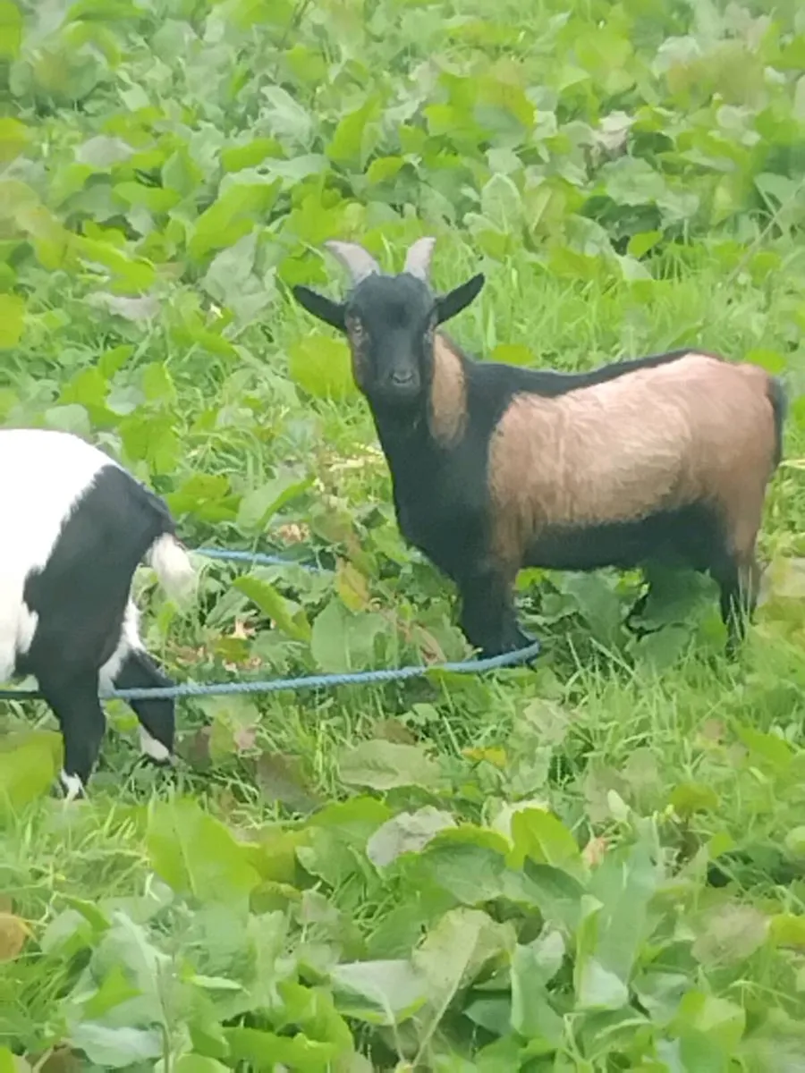 pygmy goat - Image 1