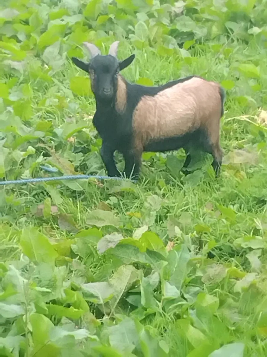 pygmy goat - Image 2