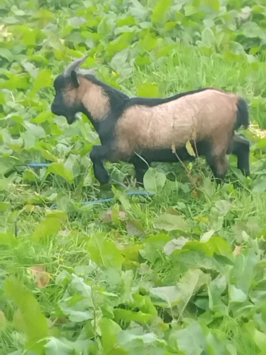 pygmy goat - Image 3