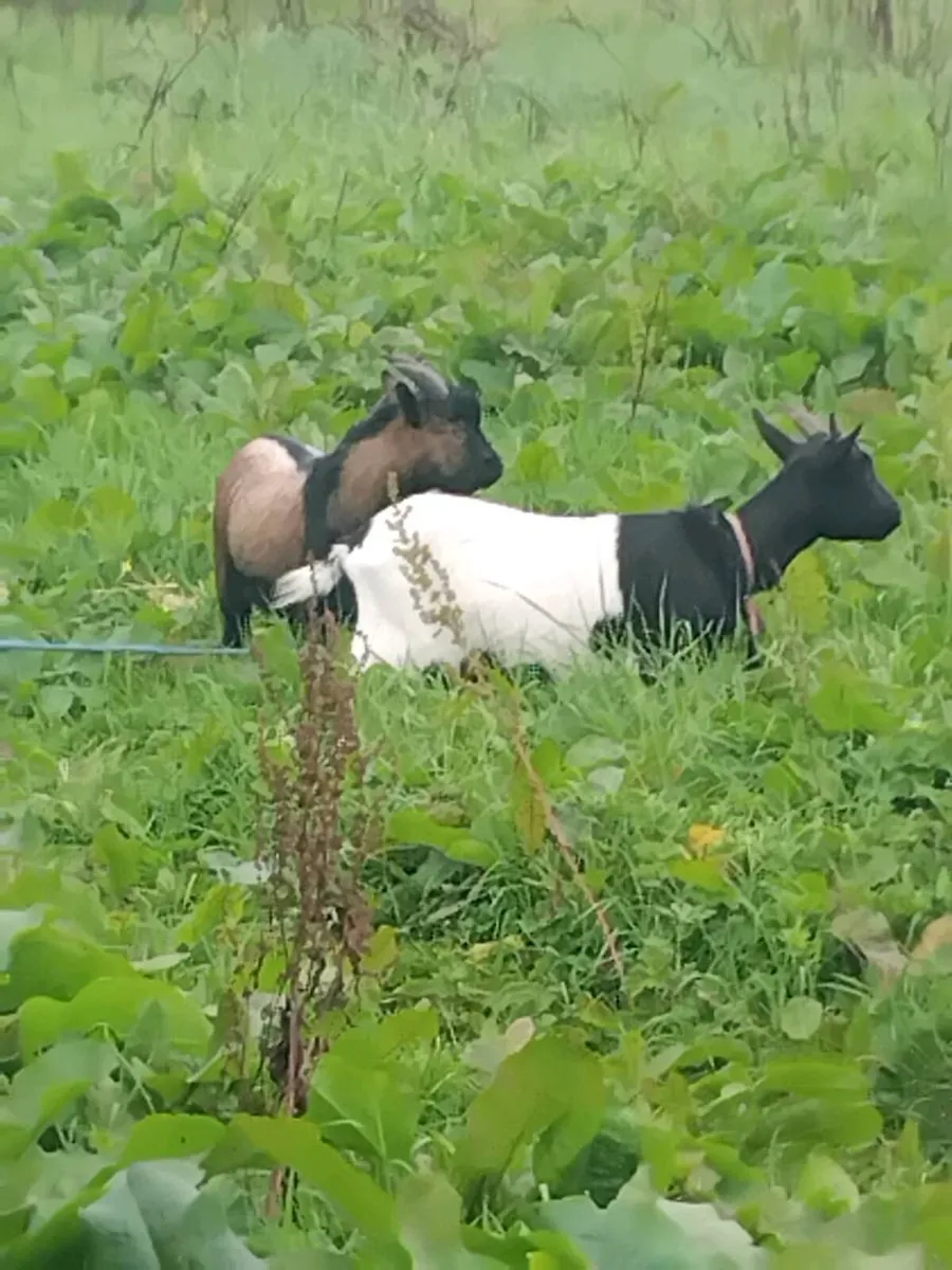pygmy goat - Image 4