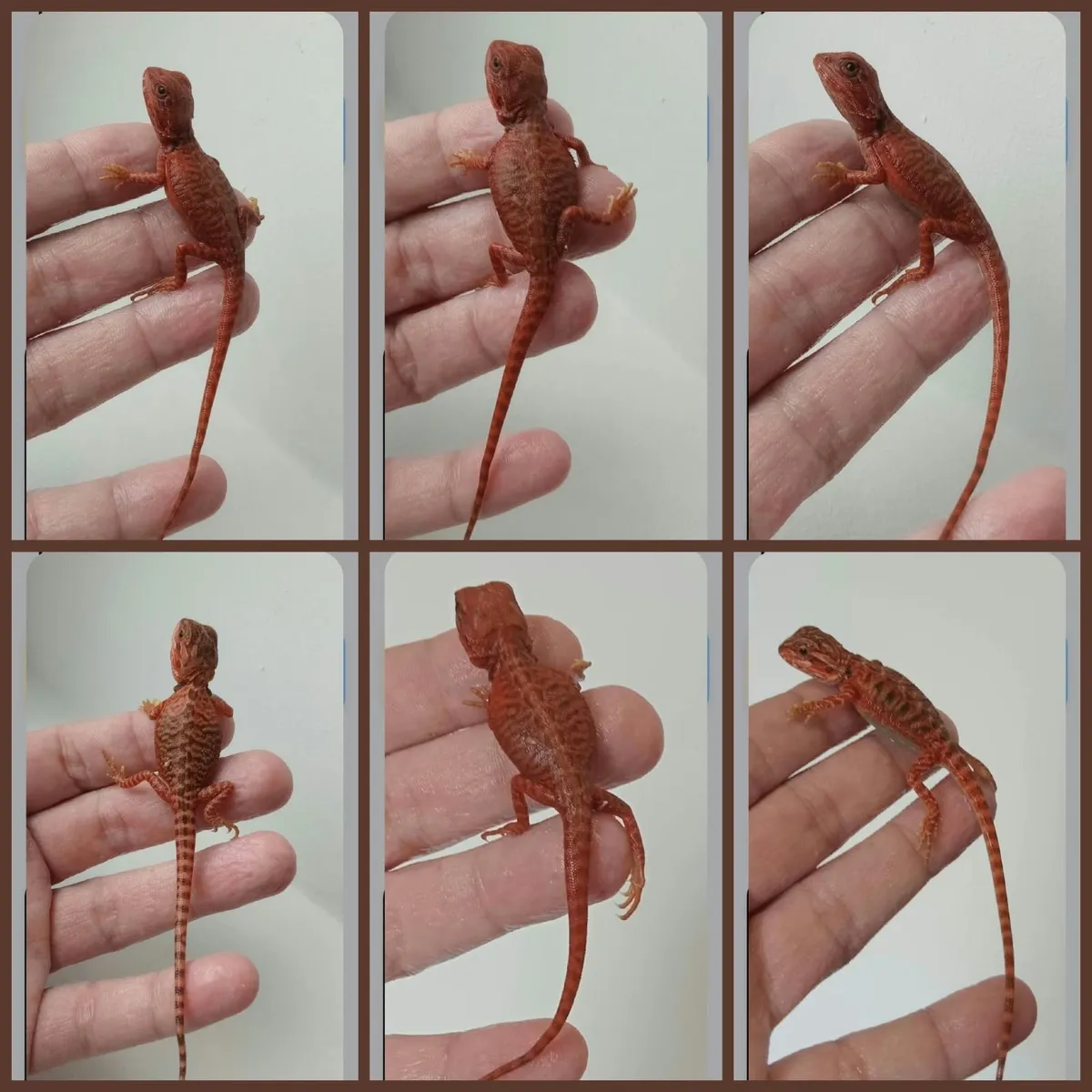 Bearded dragons red monsters & corals - Image 2