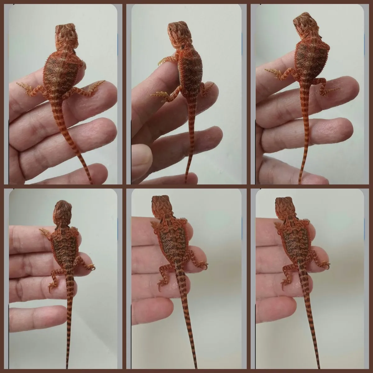 Bearded dragons red monsters & corals - Image 3
