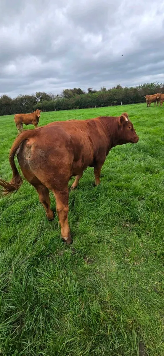 Beef - Image 1