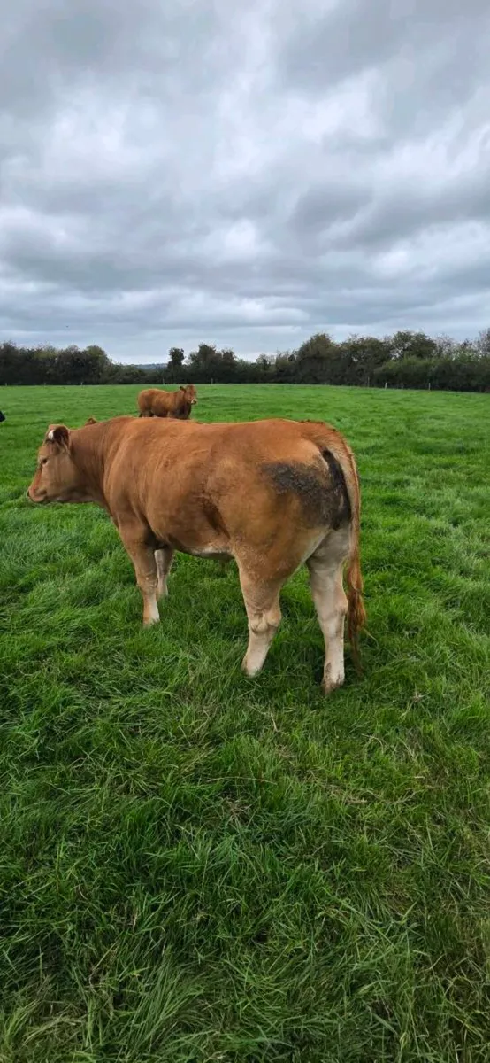 Beef - Image 2