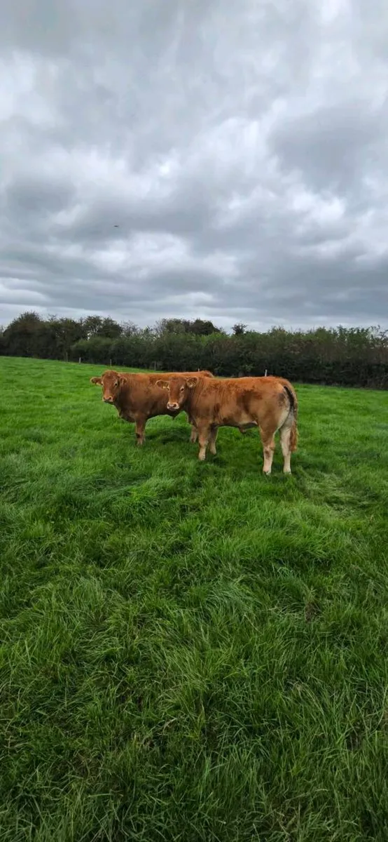 Beef - Image 3