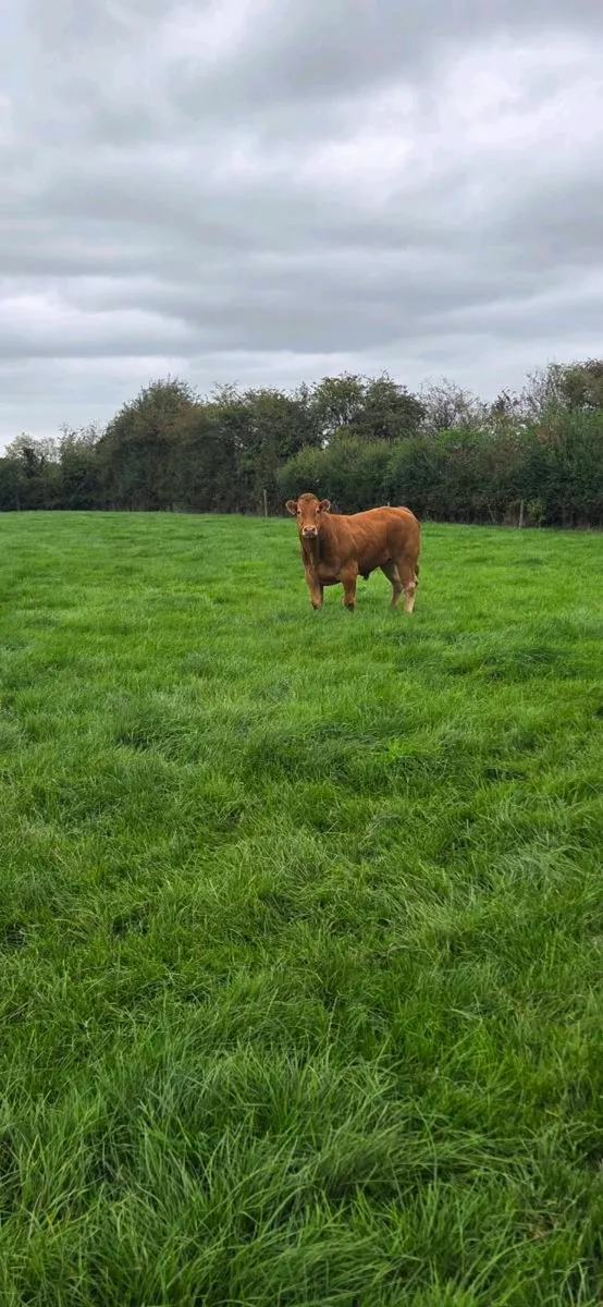 Beef - Image 4