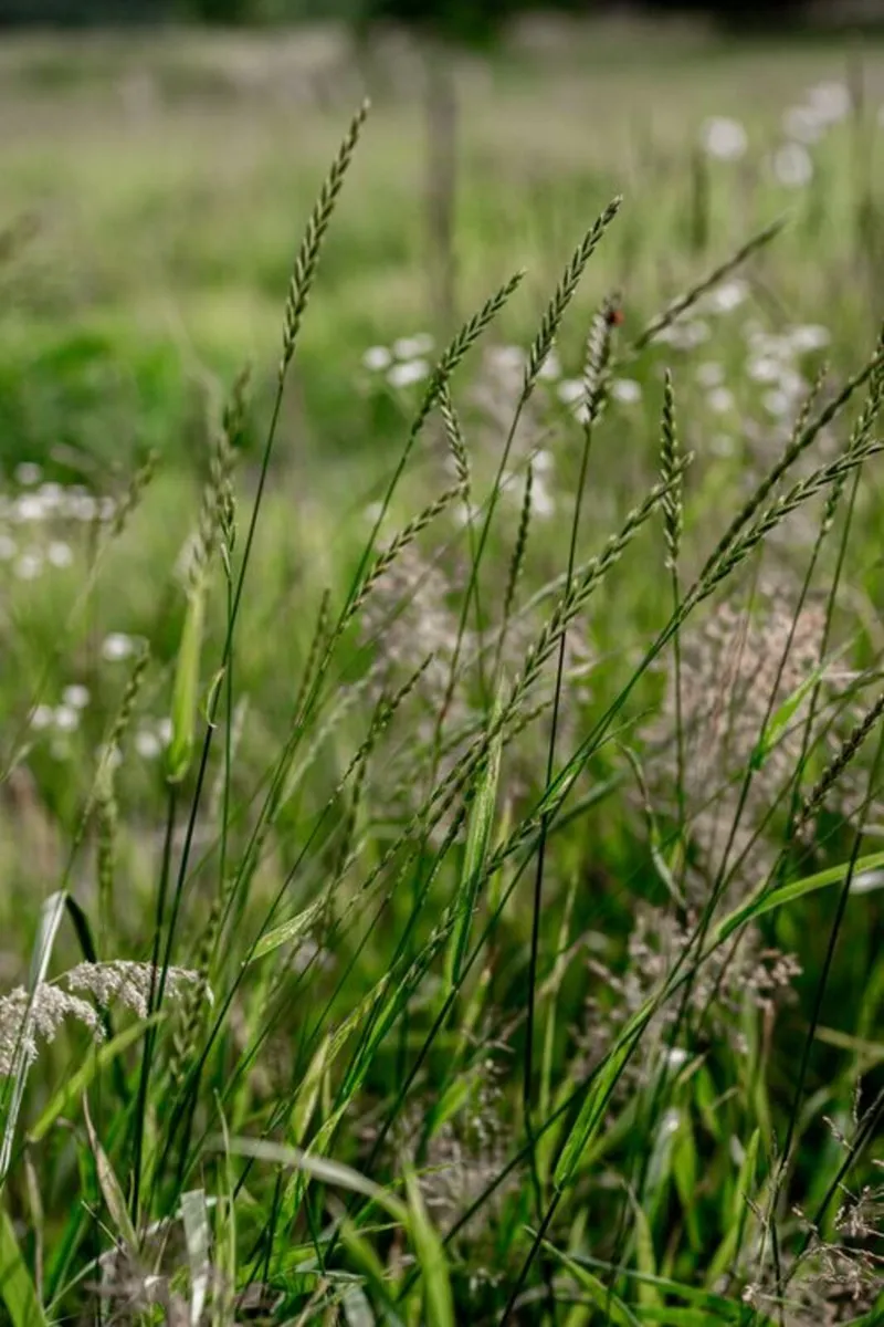 Grass