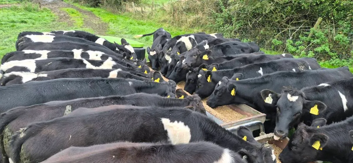 15 Dairy weanlings - Image 1