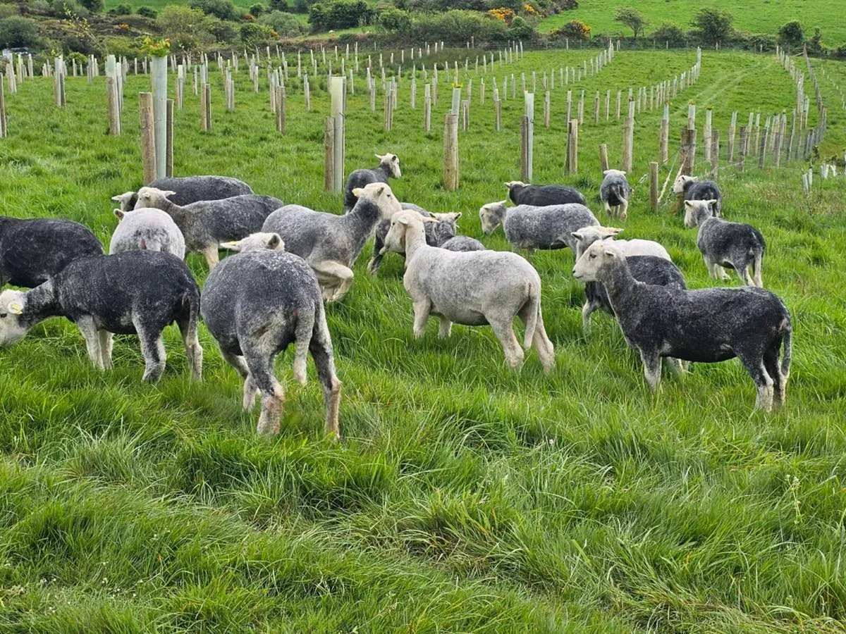 Organic Herwicks hoggets - Image 2
