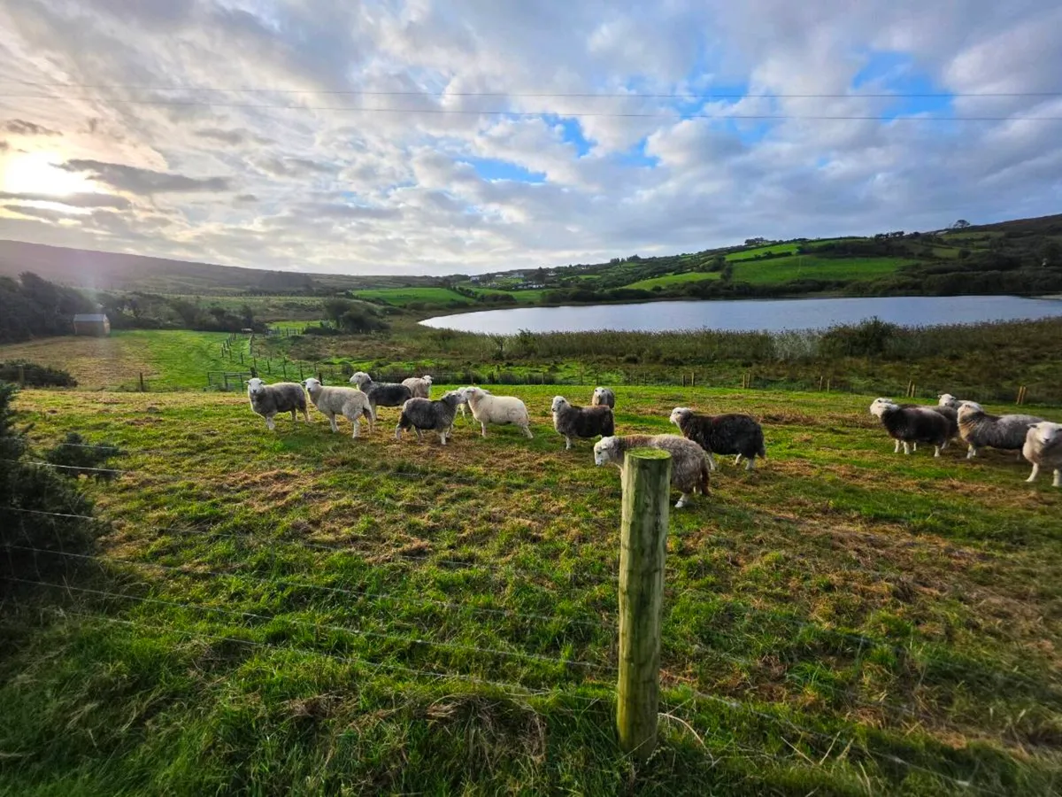 Organic Herwicks hoggets - Image 1