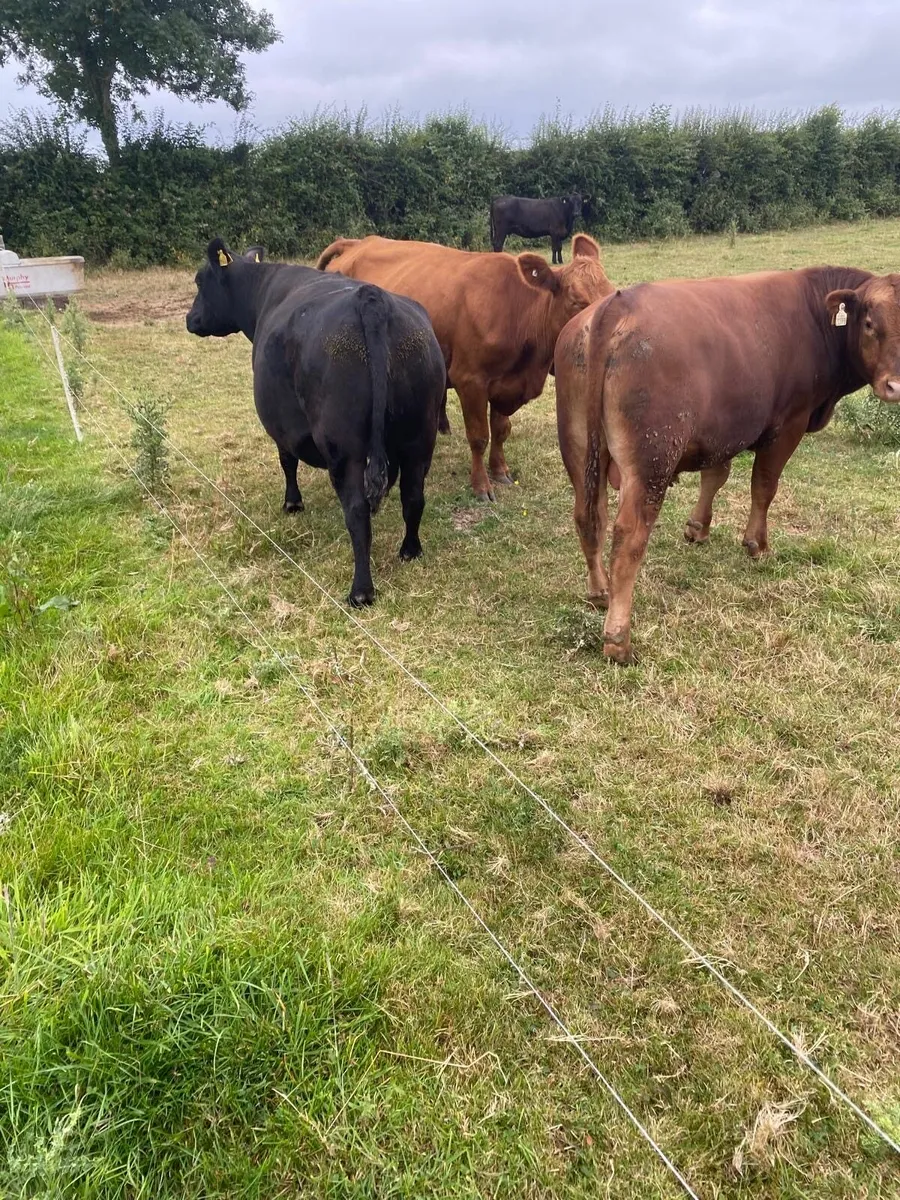 Pedigree Red angus bull - Image 1