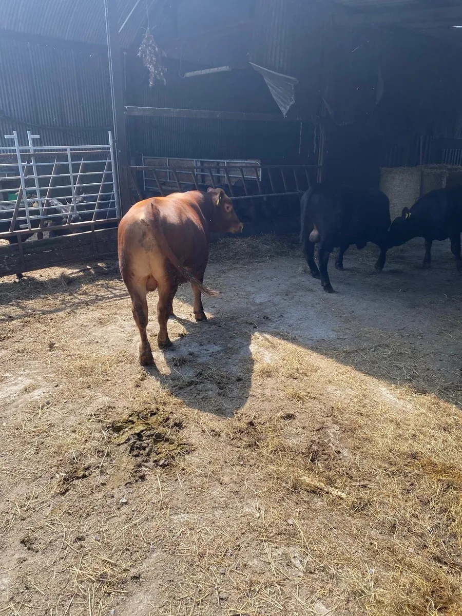 Pedigree Red angus bull - Image 2
