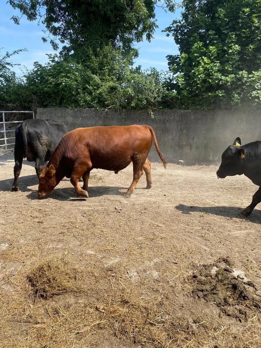 Pedigree Red angus bull - Image 3