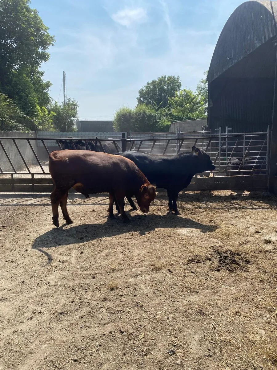 Pedigree Red angus bull - Image 4