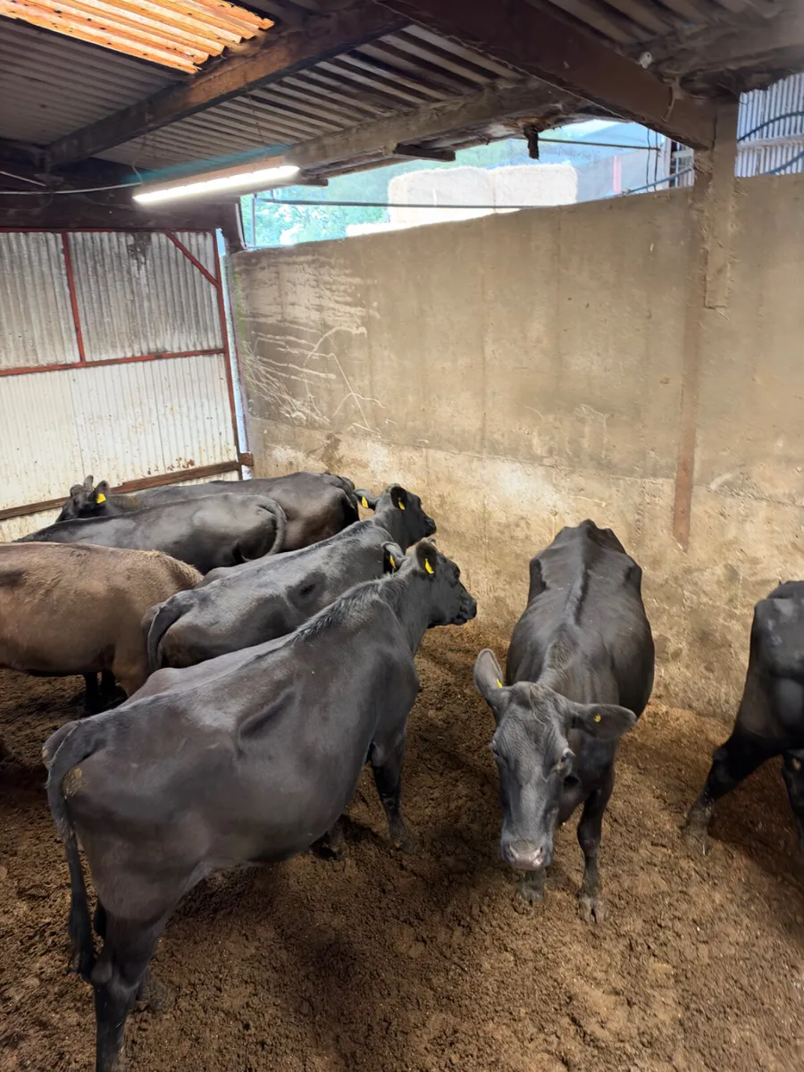 Springing Angus heifers - Image 2